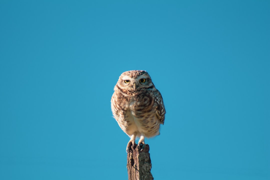 Photo Owl clock